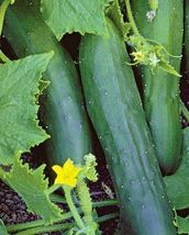 TKBONStore Marketmore 76 Cucumber Vegetables 50 Seeds - £7.59 GBP