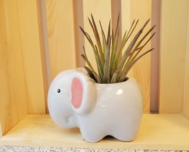 Air Plant in Animal Planter, 4" ceramic, Live Airplant, Emmy the Elephant pot