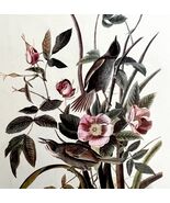 Seaside Sparrow 1950 Lithograph Art Print Audubon Bird First Edition DWU14F - €25,75 EUR