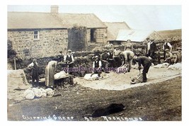 rt0441 - Wales - Sheep Shearing in progress on a Rooklands Farm - print 6x4 - $2.80