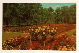 Edisto Gardens Floral Roses Orangeburg South Carolina SC Dexter Postcard 1962 - £3.98 GBP