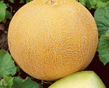 40 Seeds Delicious 50 Cantaloupe Seed Organic Heirloom Melon Fruit Summe... - $8.99