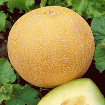 40 Seeds Delicious 50 Cantaloupe Seed Organic Heirloom Melon Fruit Summer Garden - $8.99