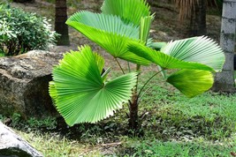 5 Seeds- Licuala Palm--Ruffled Fan Palm - See Description Below-  -Licuala grand - £4.78 GBP