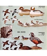 Sea Ducks 4 Different Varieties &amp; Types 1966 Color Bird Art Print Nature... - $19.99