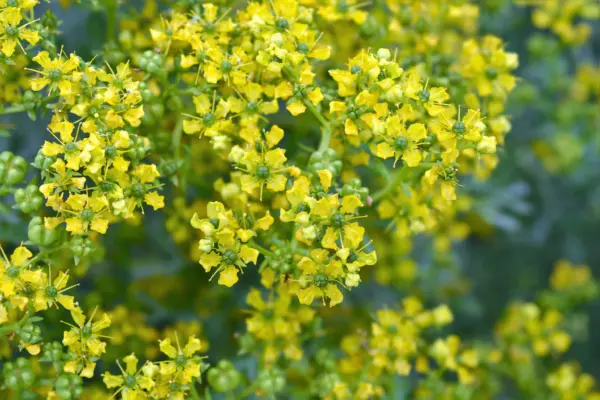 50 Yellow Rue Herb Of Grace Common Ruta Graveolens Fragrant Evergn Flower Seeds  - £7.86 GBP