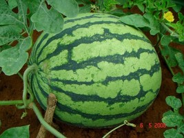 Crimson Sweet Watermelon Citrullus Lanatus 50 SeedsFrom US - $8.35