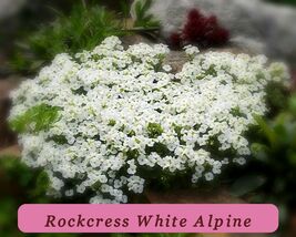 465 Seeds Rockcress White Alpine Perennial Flower Top Quality - $2.84 CAD