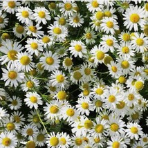 New German Chamomile Seeds Organic Fresh USA Garden - £5.30 GBP