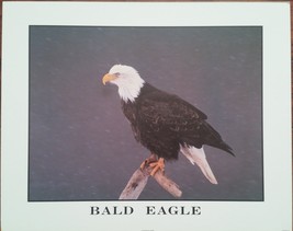 American Bald Eagle Bird Feathers Print bonded to board unframed ready for frami - £6.37 GBP