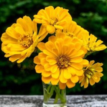 Zinnia    Canary Bird, 100  , Heirloom, Open Pollinated,  From US - $7.95