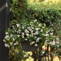 Begonia Seeds Dragon Wing White Begonia 15 Pelleted Seeds Garden USA - $13.50