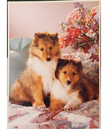 Impact 2000 Vtg Postcard #11205 Sheltie Puppies 1991 - $12.99