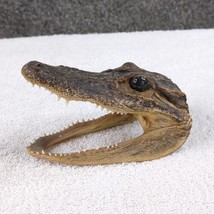Alligator Head Taxidermy 6 in REAL Louisiana Swamp Gator Sharp Teeth Sku... - £11.91 GBP