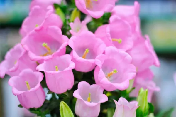 Fresh 50 Pink Bellflower Seeds For Planting Campanula Medium Ship From Usa - £14.17 GBP