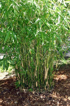 Bambusa Green Hedge Bamboo Plant - 1 Gallon Size - Clumping Form NON-INV... - £51.95 GBP