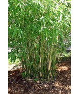 Bambusa Green Hedge Bamboo Plant - 1 Gallon Size - Clumping Form NON-INVASIVE g - $65.00