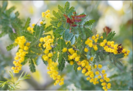 Acacia, Cootamundra Wattle (Acacia baileyana), 5 seeds - $12.99