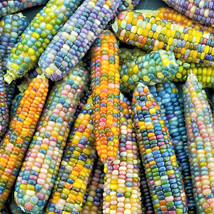 New Fresh Seeds Glass Gem Ornamental Corn Organic Rainbow Color Flint Popcorn - $7.90