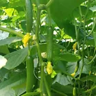 Long Cucumber Seeds Non-GMO Green Asian Chinese Japanese Suyo 50pcs - $5.99
