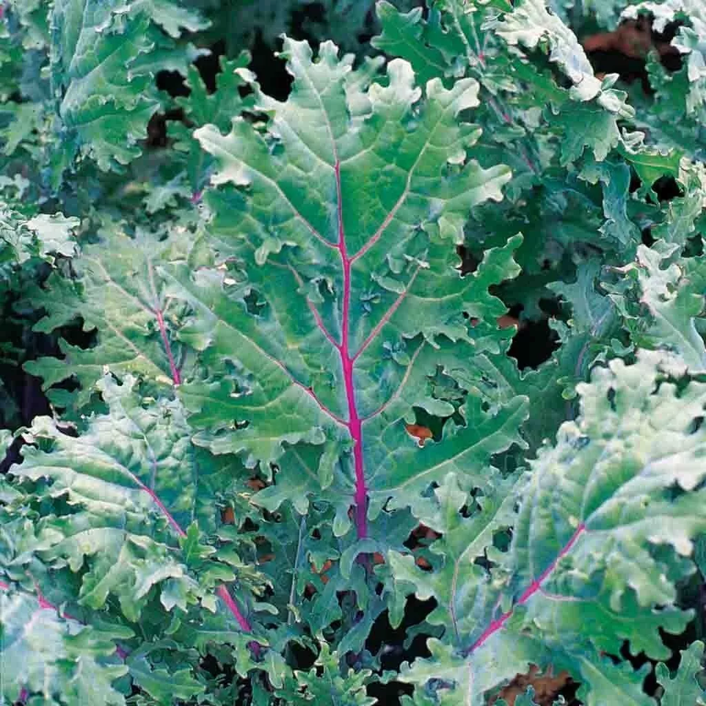  RED RUSSIAN KALE SEEDS HEIRLOOM NON-GMO 200 Seeds - £5.89 GBP