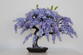 KBS Jacaranda Mimosifolia Blue Flamboyant Bonsai Tree 10 Seeds Home Garden  - $13.12