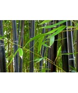 SEPTH Phyllostachys Nigra 20 Seeds Cold Hardy Black Running Bamboo - $203.77 MXN