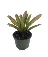 Fireball Vase Plant Great Houseplant 4 Inch Pot Neoregelia Bromeliad Fre... - $622.49 MXN