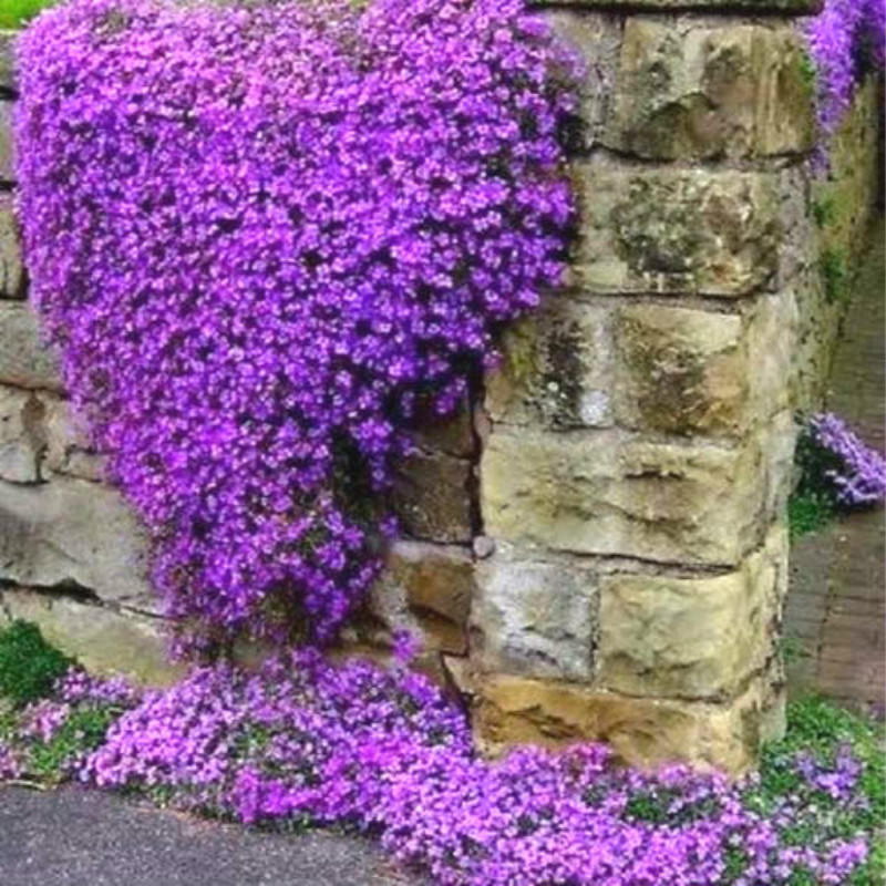 80 Rock Cress Purple Cascade Aubrieta Ground Cover Flower Seeds Garden