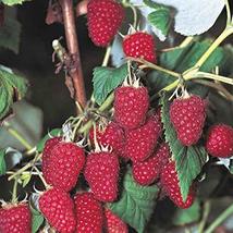 3 Heritage Everbearing Red Raspberry Plants (3 Lrg 2 Yrs Old Bare Root Canes) - $39.95
