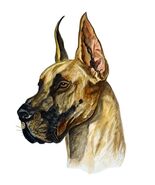 Great Dane German Mastiff Cropped Ears Portrait Home Office Decor Decal ... - $6.95+