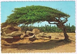 Postcard Aruba Netherlands Antilles The Famous Divi Divi Tree - £3.94 GBP