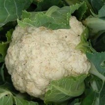 Jstore USA 100 Seeds Cauliflower Snowball Fast Shipping - £5.80 GBP