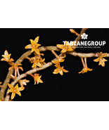 AERANGIS / CHAMAEANGIS HARIOTIANA SMALL ORCHID MOUNTED - $39.00