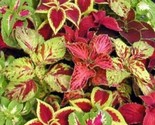 SRN 100Mg Coleus Seeds Mixed Colors Garden - $11.06