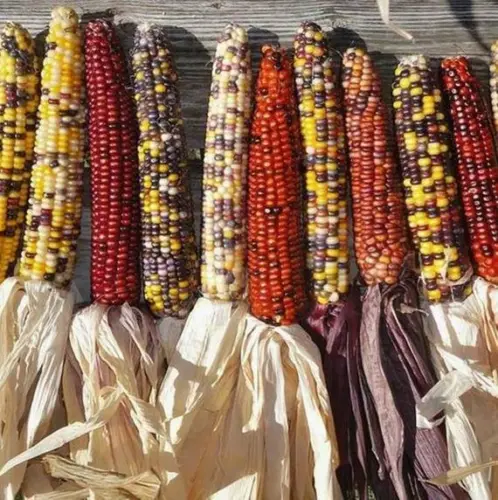 SEPTH Indian Corn Seeds, Rainbow, Ornamental Corn Seeds, Heirloom Corn Seeds, 50 - $3.66