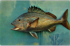 Grunt Fish Most Common Reef Fish In South Florida Postcard - £5.42 GBP