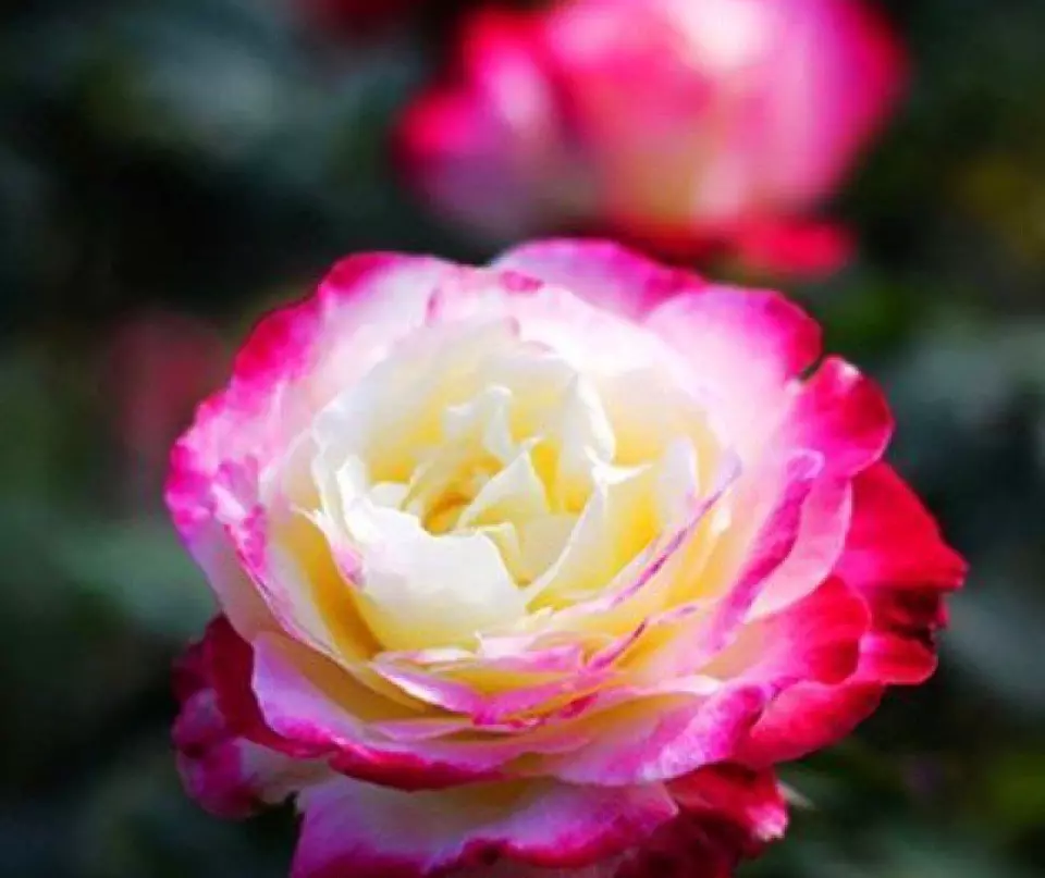 20 SEEDS for Fairy Pink Yellow Rose hybrid flower - £10.75 GBP