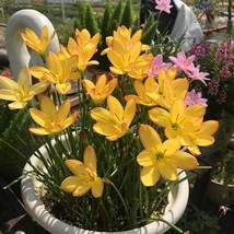 2 Rain Lily Bulbs Tw91030-32 Garden - £12.59 GBP