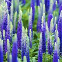 Blue Spiked Speedwell Veronica Spicata 50 seeds Perennial Rockery Flowers E3725 - £4.91 GBP