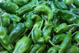 Famous Spanish Heirloom Padron Pepper. hot chilli vegetables, 10 seeds - £8.65 GBP