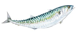 Boston Mackerel High Quality Decal Sticker Car Truck Wall Cup Cooler Tac... - $9.69 CAD+