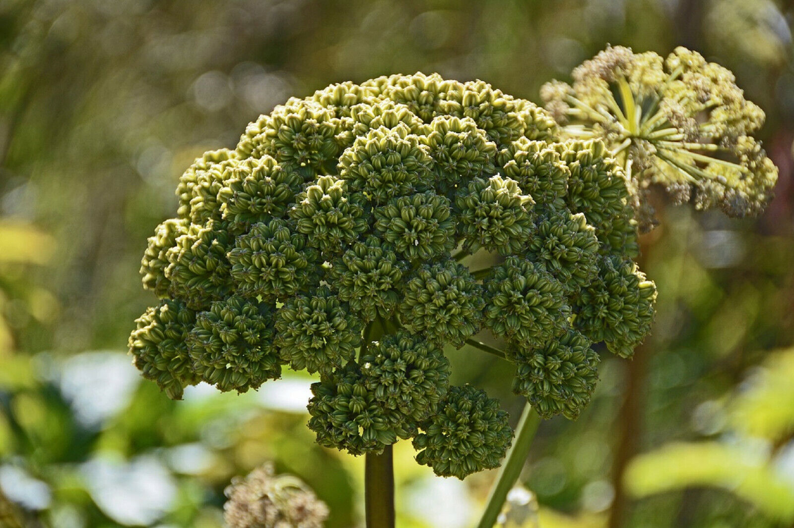 80 ANGELICA GREAT SEEDSPERENNIAL MED HERB (Angelica Atropurpurea) - $7.58