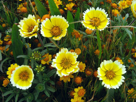 360 Tidy Tips, Drought Tolerant, Yellow Flower Seeds - £14.13 GBP