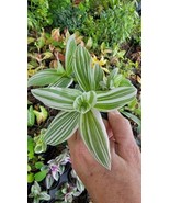 2 Rooted Variegated Wandering Jew Starter Live Planttradescantia Albiflo... - $14.99