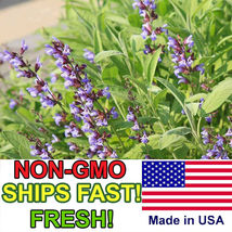 100+ Sage Seeds for Planting  Non-GMO, Heirloom  Fresh Garden Seeds from USA - £9.11 GBP