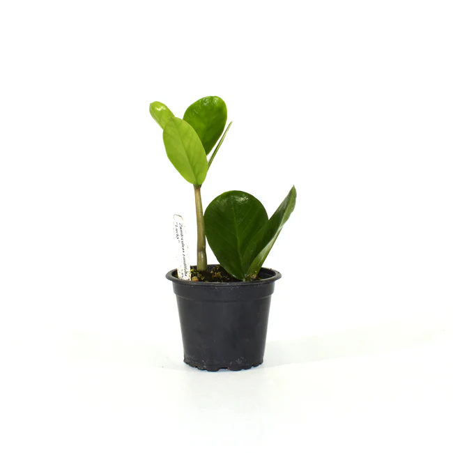 LWS Zamioculcas Zamiifolia Lucky 3.5 inch Fast Shipping - $32.50