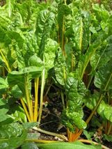 Yellow Canary Swiss Chard Beta Vulgaris Perpetual Spinach 40 Seeds #LCY05 - £15.02 GBP