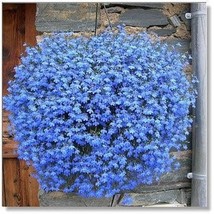 Balcony Hanging Blue Flax Flower 50 Seeds Very Beautiful Bonsai Light Up... - £7.06 GBP