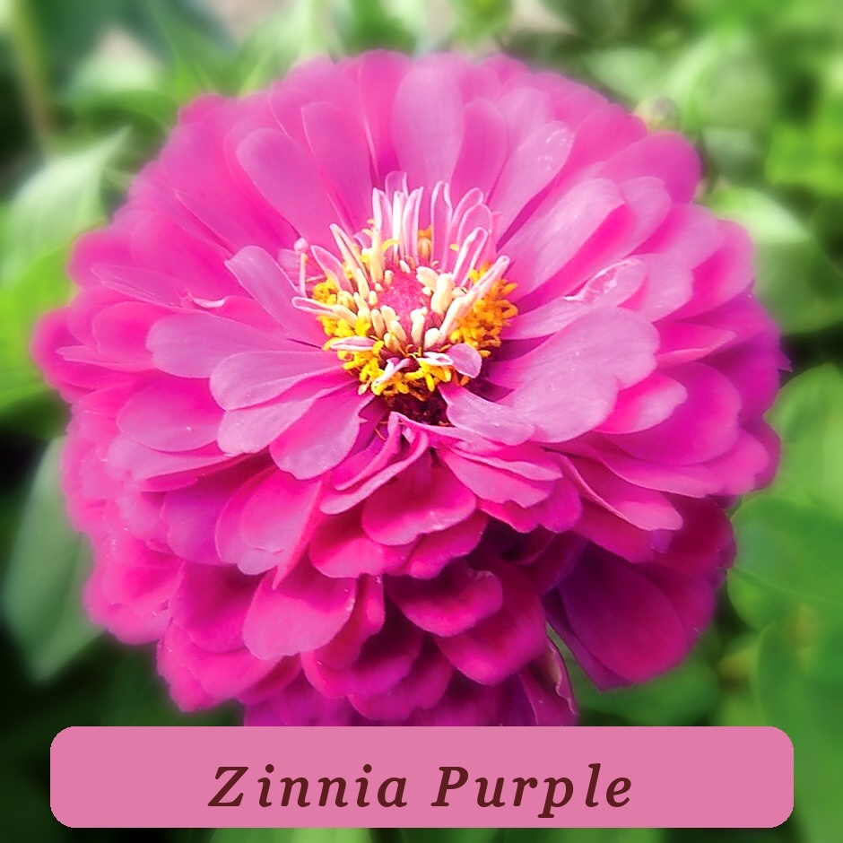 Strong Plant Purple Zinnia Seeds 100+ Purple Prince Flower Zinnia Elegan... - $3.98